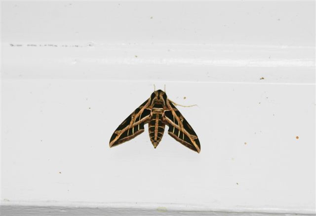 Creepy moth hanging out on the front porch ceiling